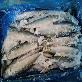 full image FROZEN HORSE MACKEREL