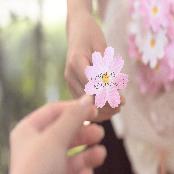 Sticky Leaf - Cosmos