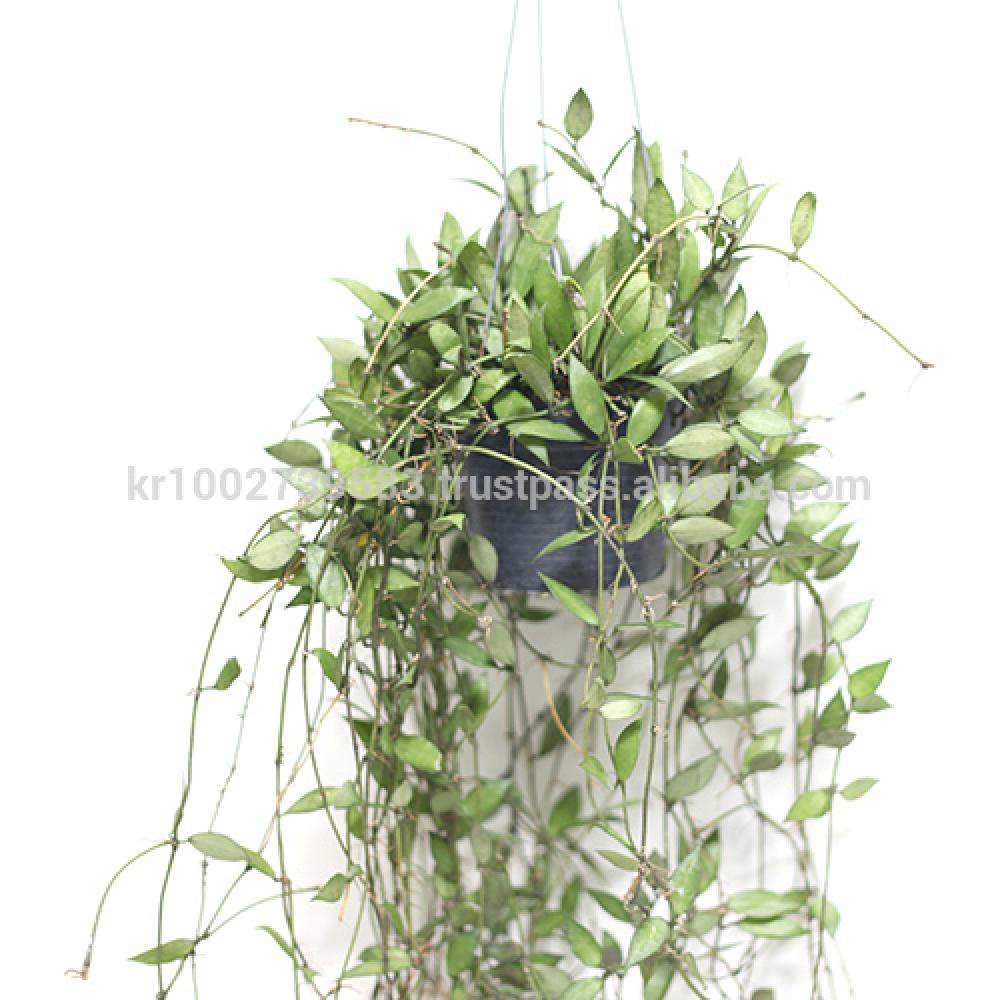 Great Houseplants " Hoya lacunosa " by Joinflower Joinfolia