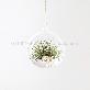 detail image2 Air Plants Tillandsia DIY Terrarium Kit " White Sand Beach " by Joinflower