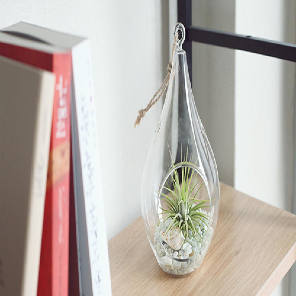 Tillandsia Air Plants Hanging Teardrop glass Ionantha set by Joinflower Joinfolia