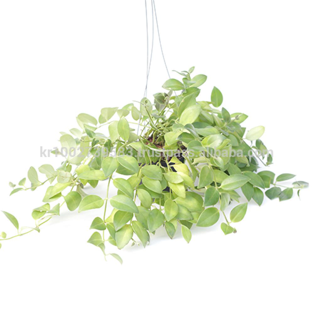 Beautiful, small, reddish orange flowers Lipstick Plants " Green " Joinflower Joinfolia