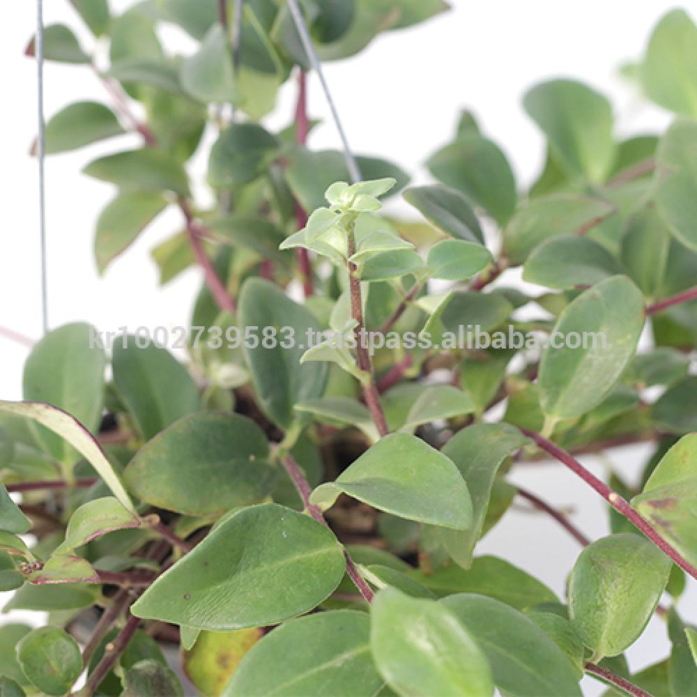 Beautiful flowering indoor plant lipstick " Red " Joinflower Joinfolia