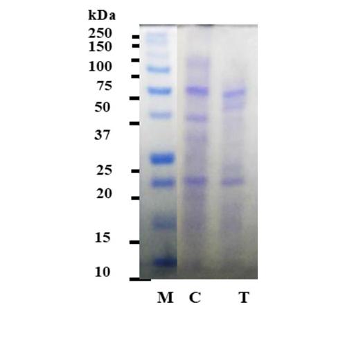 Antibacterial Peptide Microbial(P/WS : Water Soluble) | veterinary medicine, feed, feed additive, livestock, husbandry, vitamine, health food