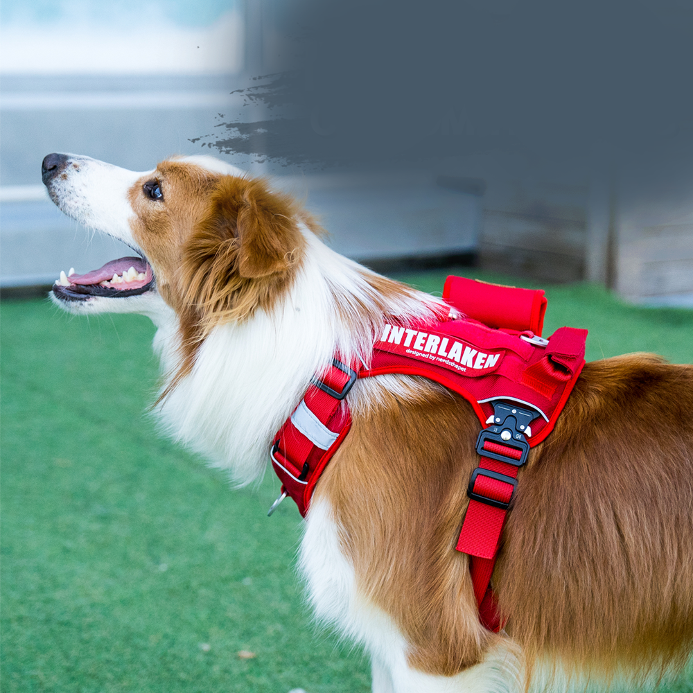INTERLAKEN CUSTOM DOG HARNESS
