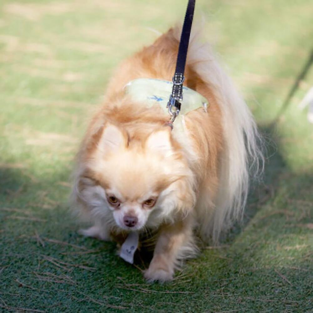 IDEAKOKO icicool Pet Vest (Patented Technology)