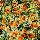 detail image5 Dried Shrimp & chives Pancake